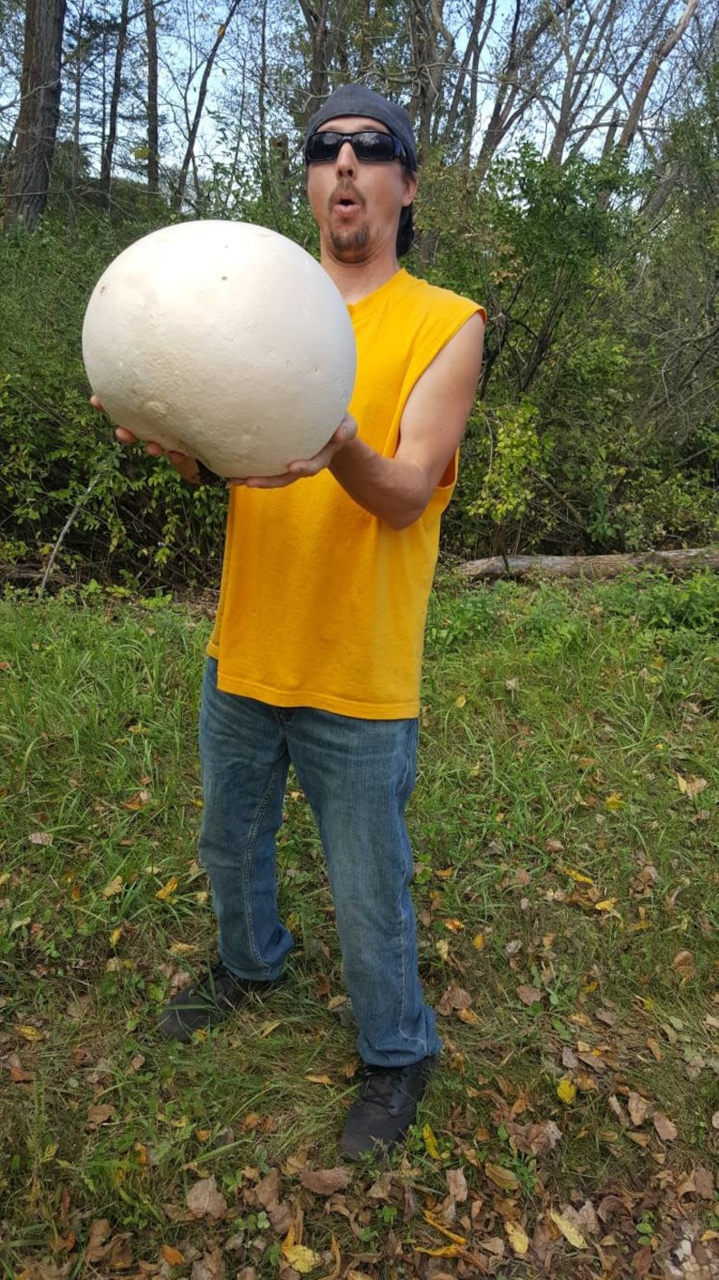 Giant Puffball Mushroom Growing Kit Over 1 Billion Spores Calvatia Gigantea, Taste Great image 7