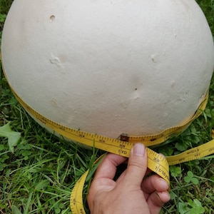 Giant Puffball Mushroom Growing Kit Over 1 Billion Spores Calvatia Gigantea, Taste Great image 8