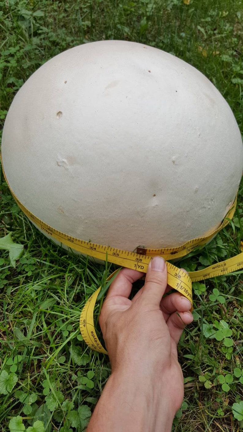 Giant Puffball Mushroom Growing Kit Over 1 Billion Spores Calvatia Gigantea, Taste Great image 8