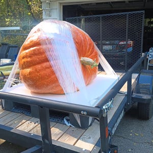 Giant Pumpkin Seeds 2024!!! Incredible Color And Shape! Howard Dill Award Winning! 2 Seeds per Order!