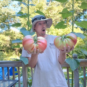 Giant Tomato Seeds X10! (Domingo Variety) Award Winning! Seeds From Fruit Over 5lbs!