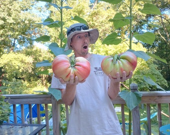 Giant Tomato Seeds X10! (Domingo Variety) Award Winning! Seeds From Fruit Over 5lbs!