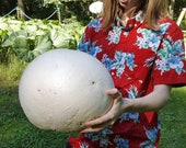 Giant Puffball Mushroom Growing Kit! Over 1 Billion Spores! Calvatia Gigantea, Taste Great!