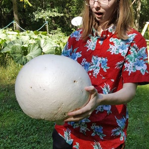 Giant Puffball Mushroom Growing Kit Over 1 Billion Spores Calvatia Gigantea, Taste Great image 1