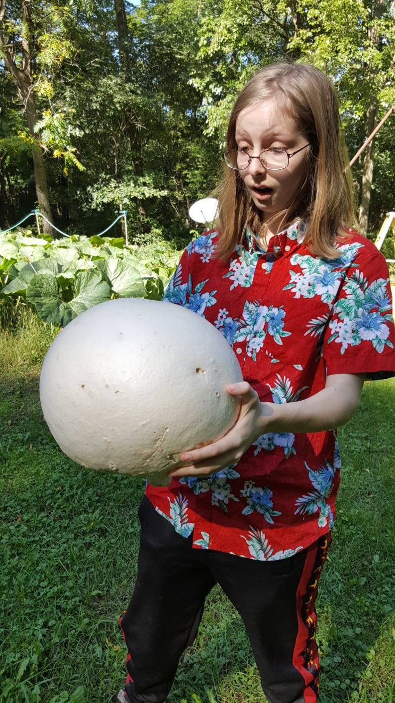 Giant Puffball Mushroom Growing Kit Over 1 Billion Spores Calvatia Gigantea, Taste Great image 1