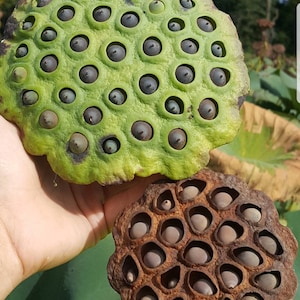 25 American Lotus seeds for growing! Nelumbo lutea, Water Lily. Native in the USA! Fast Shipping!