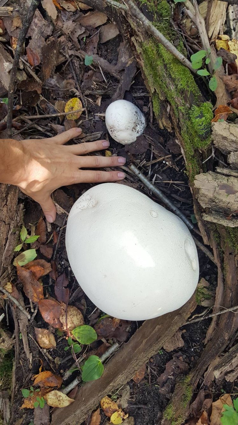 Giant Puffball Mushroom Growing Kit Over 1 Billion Spores Calvatia Gigantea, Taste Great image 9