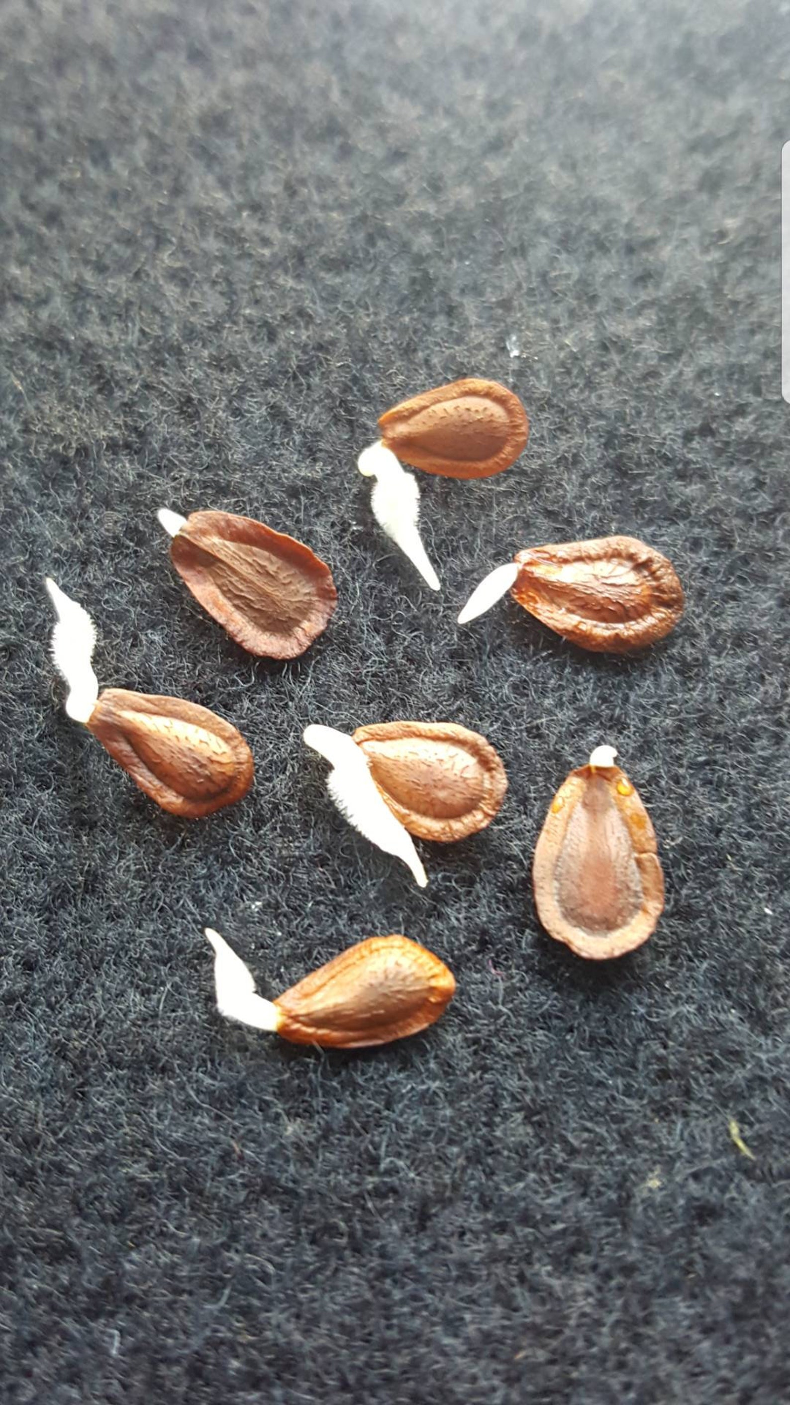 2000 Common Milkweed Seeds Bulk Help Save The Monarch | Etsy