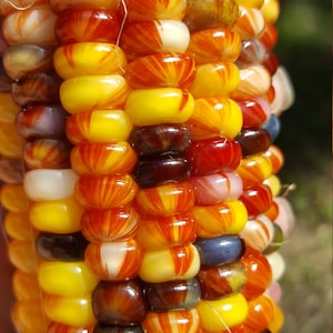 Rare Giant Indian Corn Seeds X50! Easy To Grow! Colorful Massive Ears!