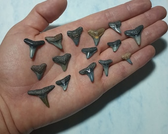 15 Jewelry Grade Shark Tooth Fossils. 100% Real! Hand Picked For Their Wonderful Condition!