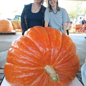 Giant Pumpkin Seeds 2024!!! Incredible Color And Shape! Howard Dill Award Winning! 2 Seeds per Order!