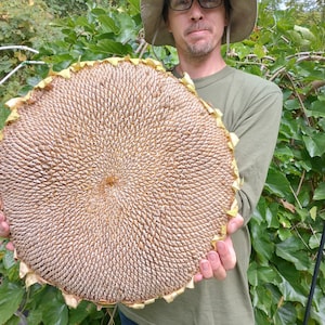 30 Titan Giant Sunflower seeds from (20+ Inch) Wide Heads. Easy and Fun to Grow!!!