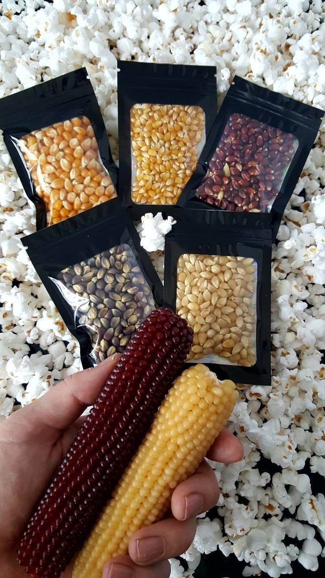 1000 Seeds Popcorn Growers Mega Pack 5 Varieties Etsy
