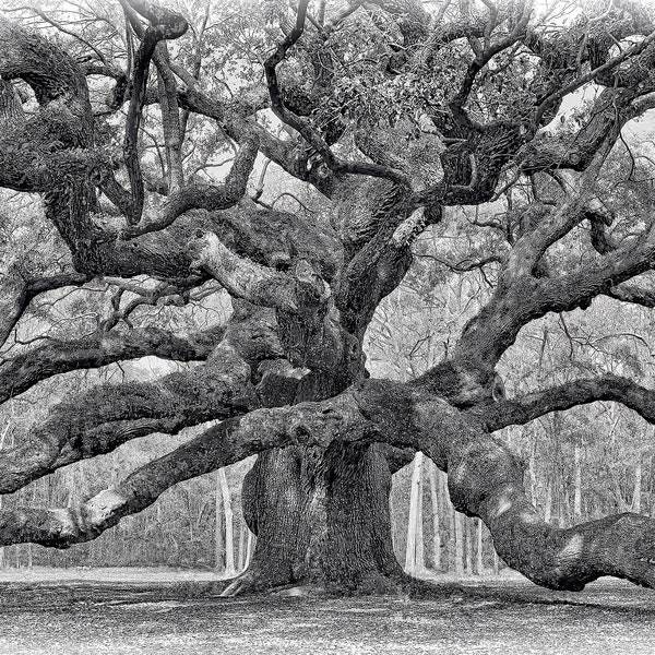 Angel Oak Canvas Etsy