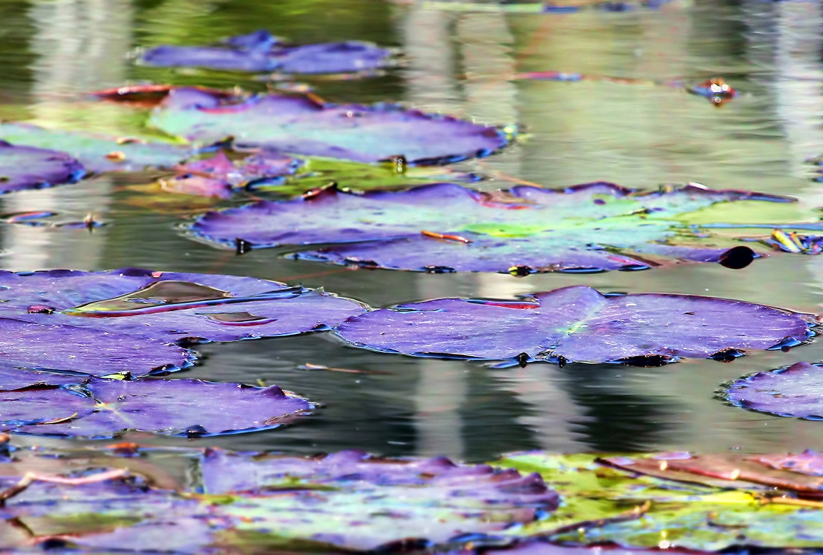 Lily Pads Canvas Etsy