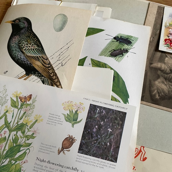 Flora, Fauna and Art Scrapbook and Junk Journal Ephemera Pack