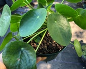 Pilea pepperomides