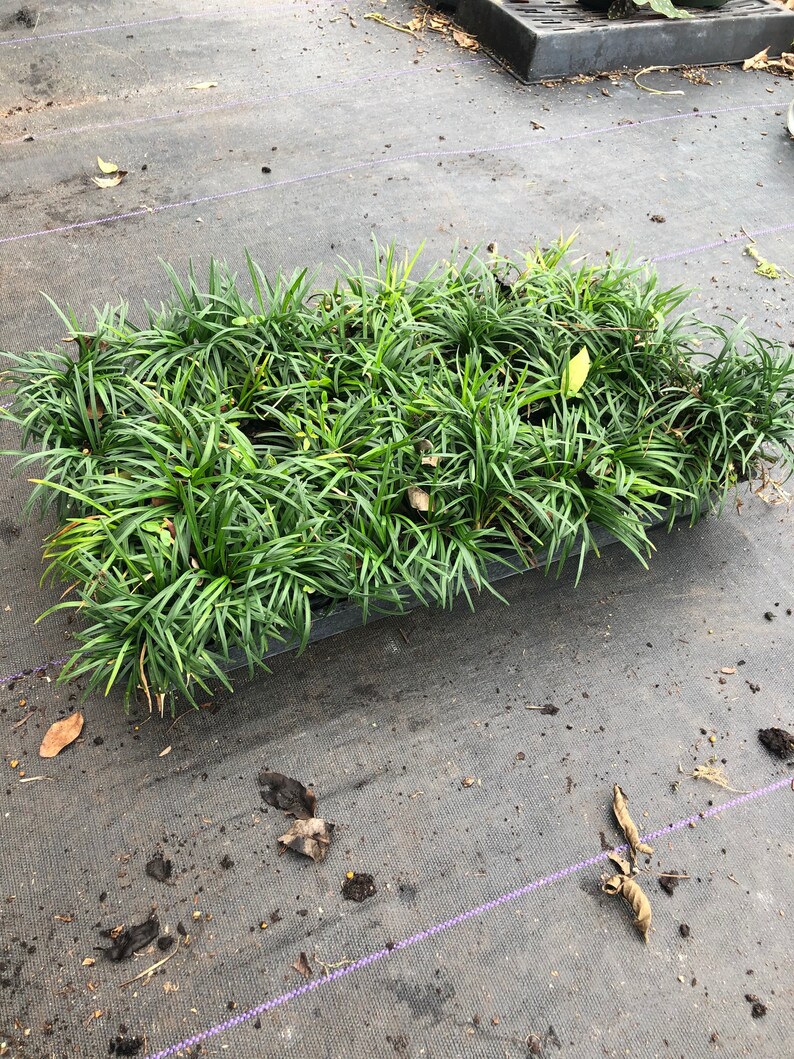 Flat of 20 Dwarf mondo grass plugs 11.5 inc each Etsy