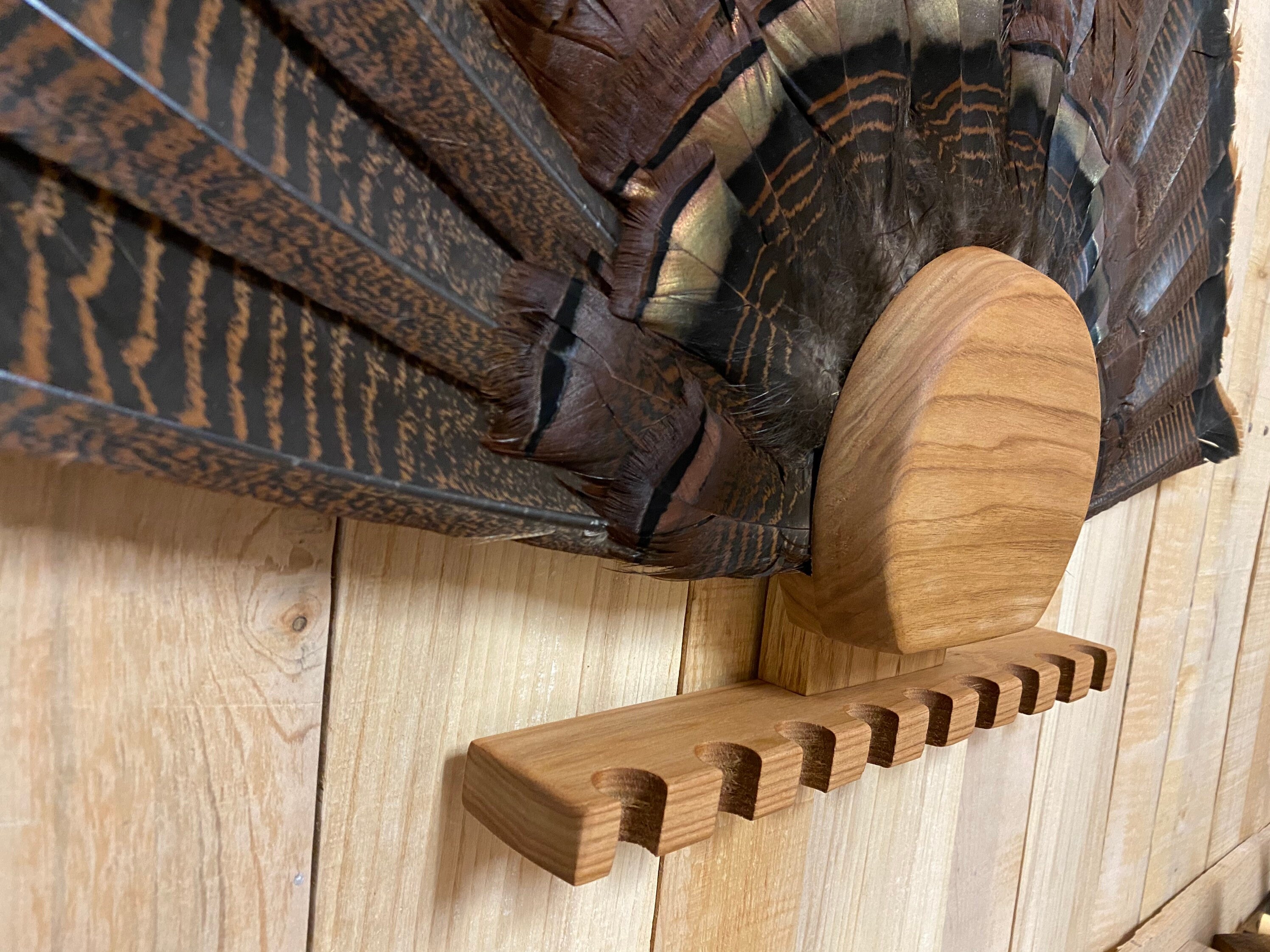 Turkey Fan Display Etsy