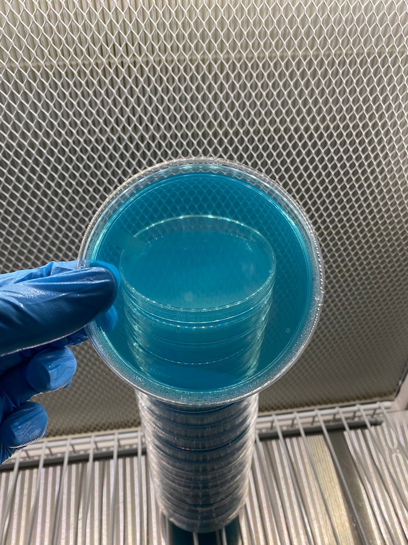 20 Blue Agar plates individually wrapped Etsy