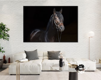 May include: A black horse with a dark brown mane and tail stands against a black background. The horse is wearing a leather halter and bridle with a white noseband.