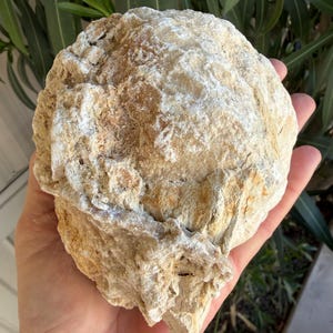 May include: A large, rounded, beige and tan geode with a rough, textured, and craggy exterior surface. The rock features irregular ridges, deep crevices, and a dusty, matte finish across its entire surface, showcasing natural mineral formations.