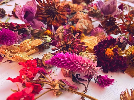 Small Dried Flowers for Resin, Dried Mimosa Flower for Resin