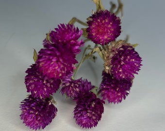 Gedroogde Globe Amarant Bloemen | 12 bloemen met stengels | Paars | Bruiloft | Hars | Kunst | Zeep | Ambachten | Kaarsen |