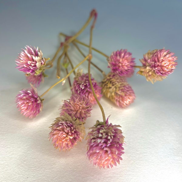 Dried Globe Amaranth Flowers | 12 Blooms with Stems | Pink | Wedding | Resin | Art | Soap | Crafts | Candles |