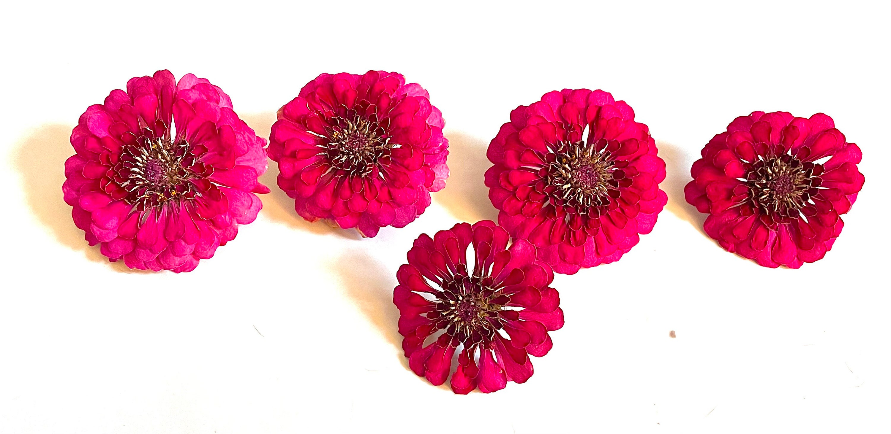 Dried Flowers 5 Flowers Dried Flower Head Zinnia Etsy