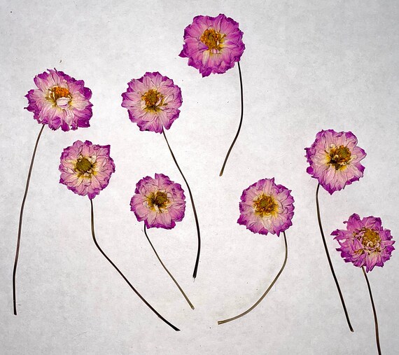 Dried Flowers With Stems Pink White Mini Dahlias Dehydrated Flower Petals  Resin Art Floral Jewelry Soap Crafts Candles 