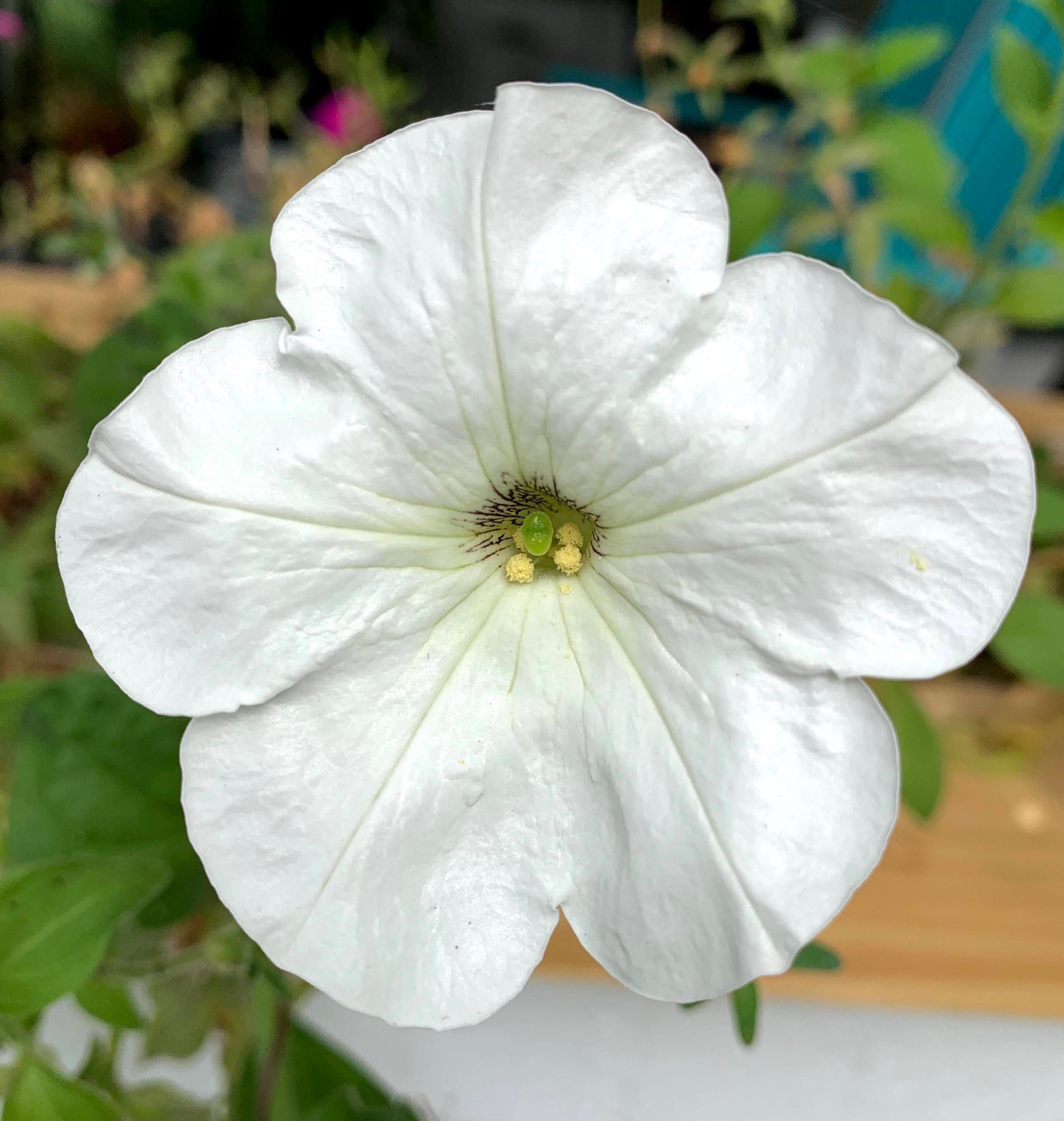 Petunia Seeds White Cascade Trailing Full Spreading Large Etsy
