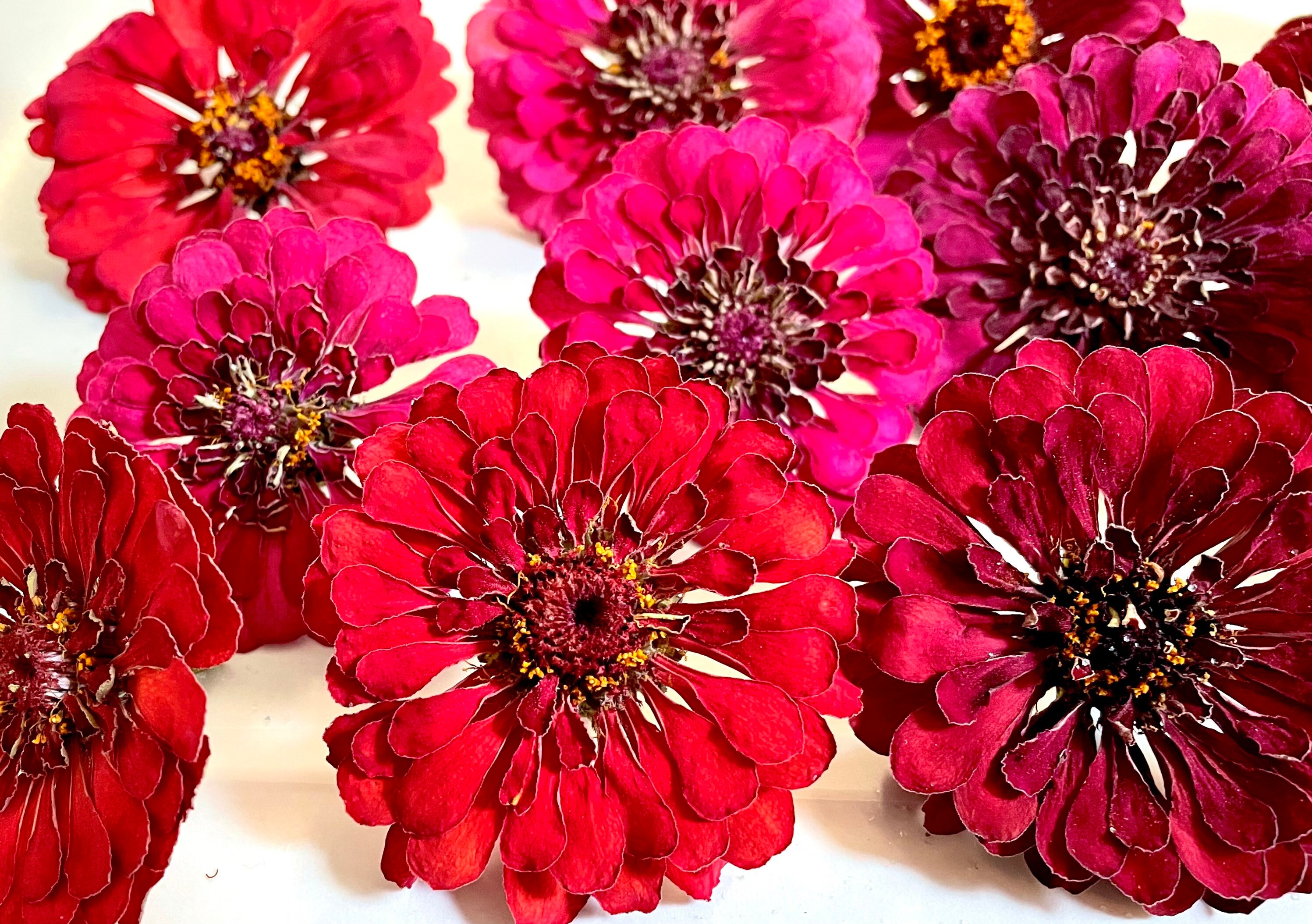 Dried Flowers 5 Flowers Dried Flower Head Zinnia Etsy