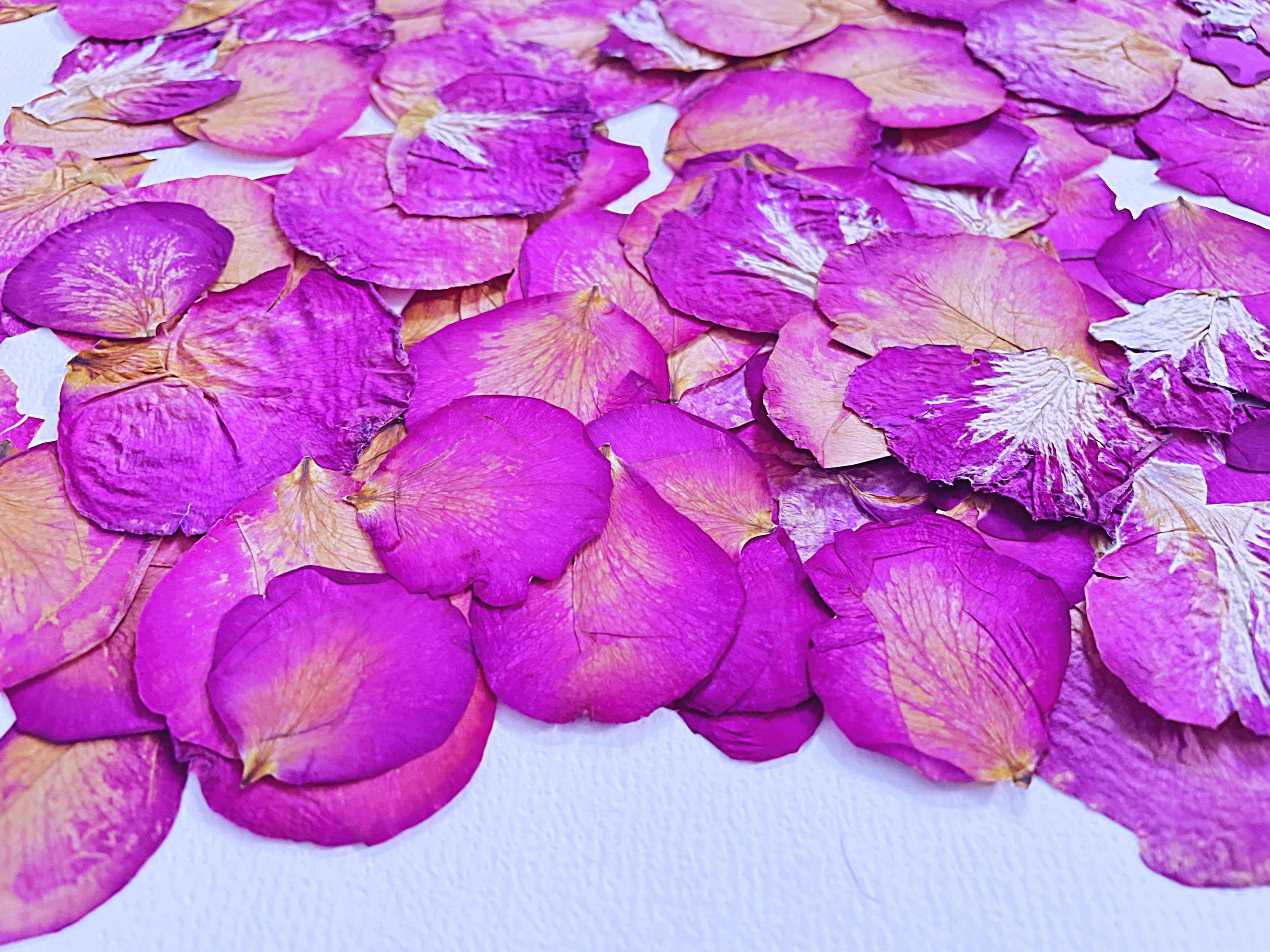 Pressed Rose Petals Dried Flower Petals 20 Petals Etsy