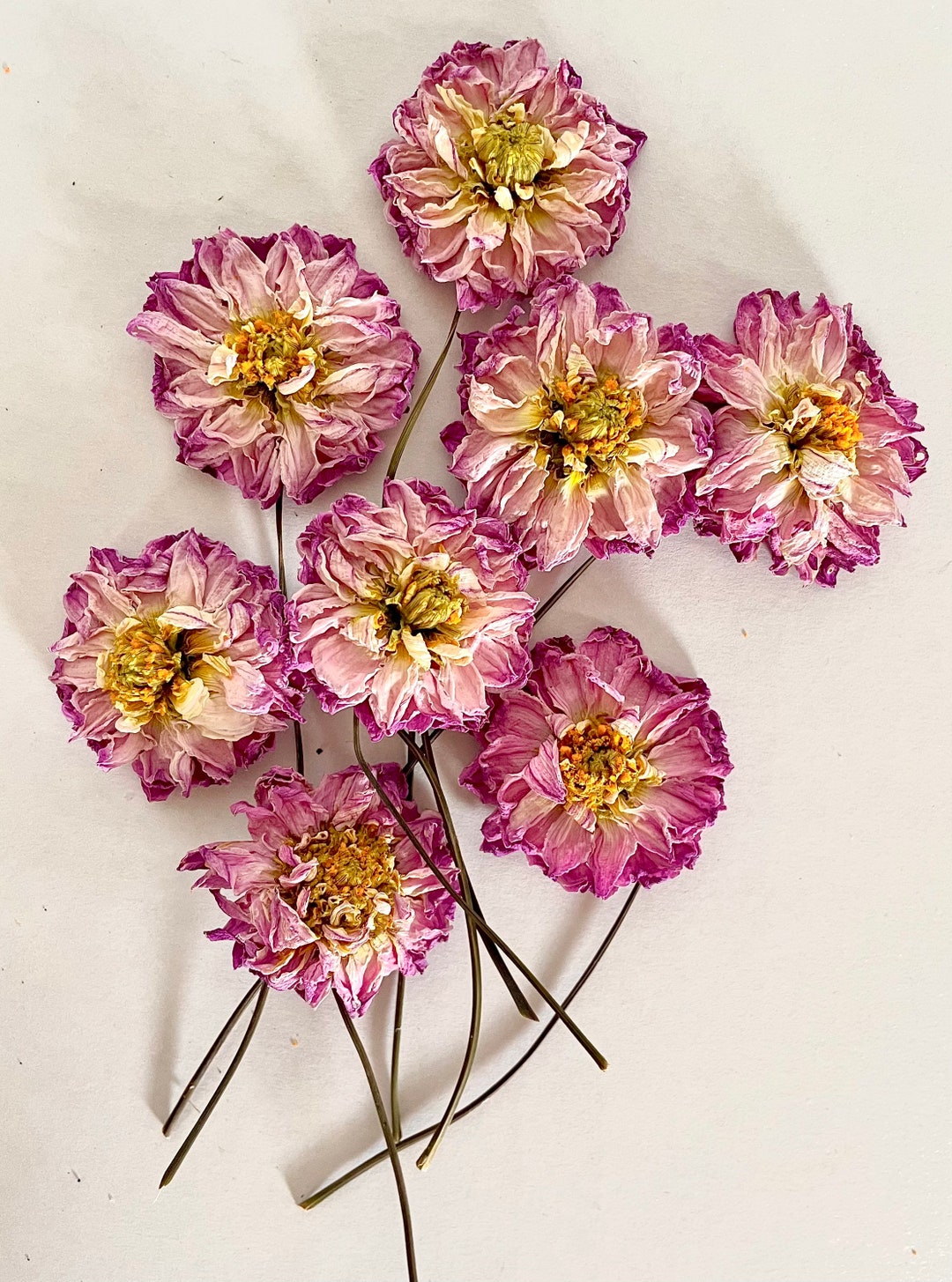 Dried Flowers With Stems Pink White Mini Dahlias Dehydrated Flower