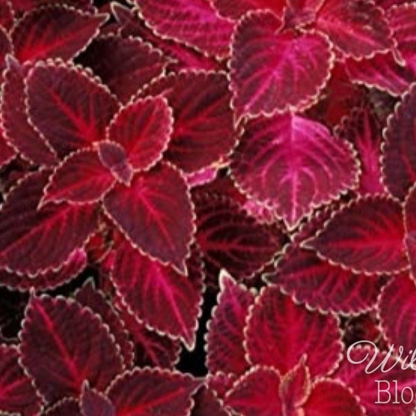 Coleus Seeds Velvet Red 25 Pelleted Seeds | Outdoor Indoor Houseplant | Wizard Coleus |