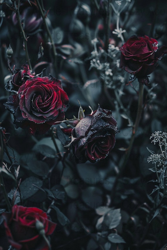 Dark Red Roses Digital Wall Art Gothic Floral Background Moody Nature Photography Instant Download Desktop and Phone Wallpaper Etsy UK