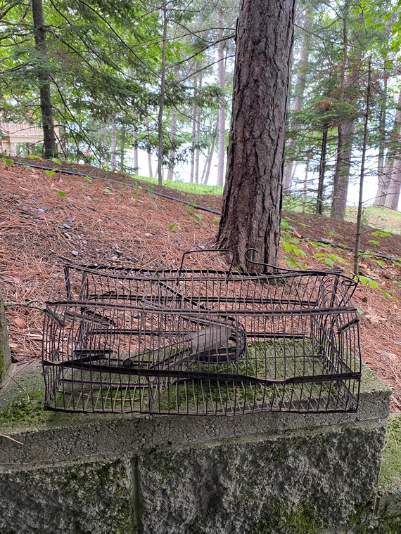 Victorian Mouse Live Trap Wire Cage Humane Trap 