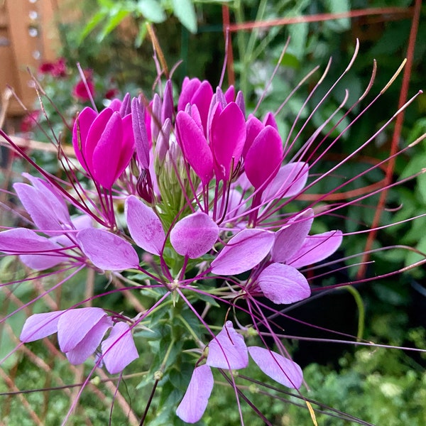 Organic Cat Whiskers Plant Seed,Pink Spider Flowers