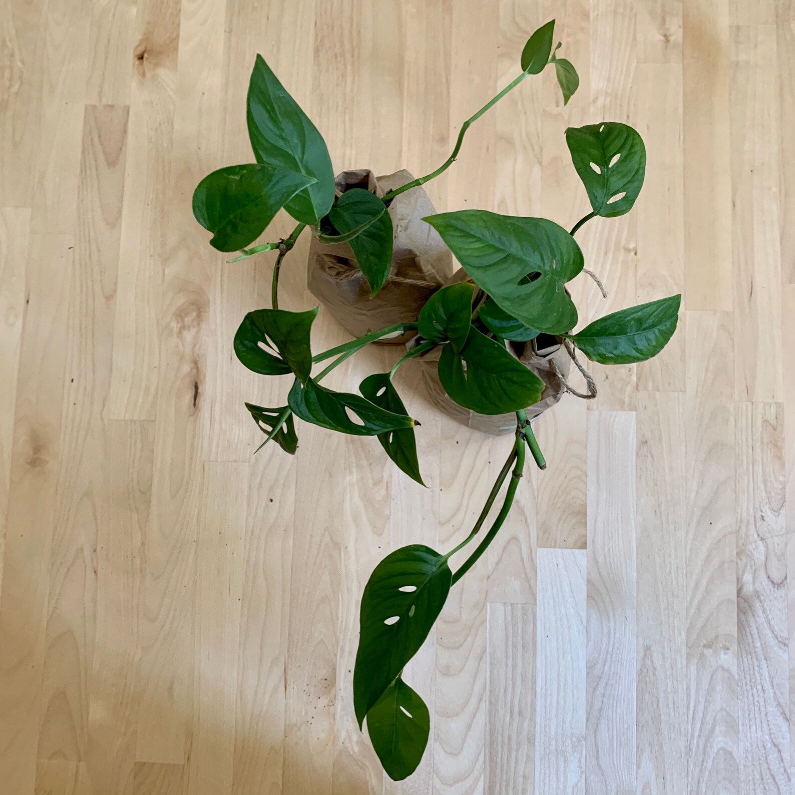 Organic live Baby Monstera adansonii PlantChemical Free Young Etsy