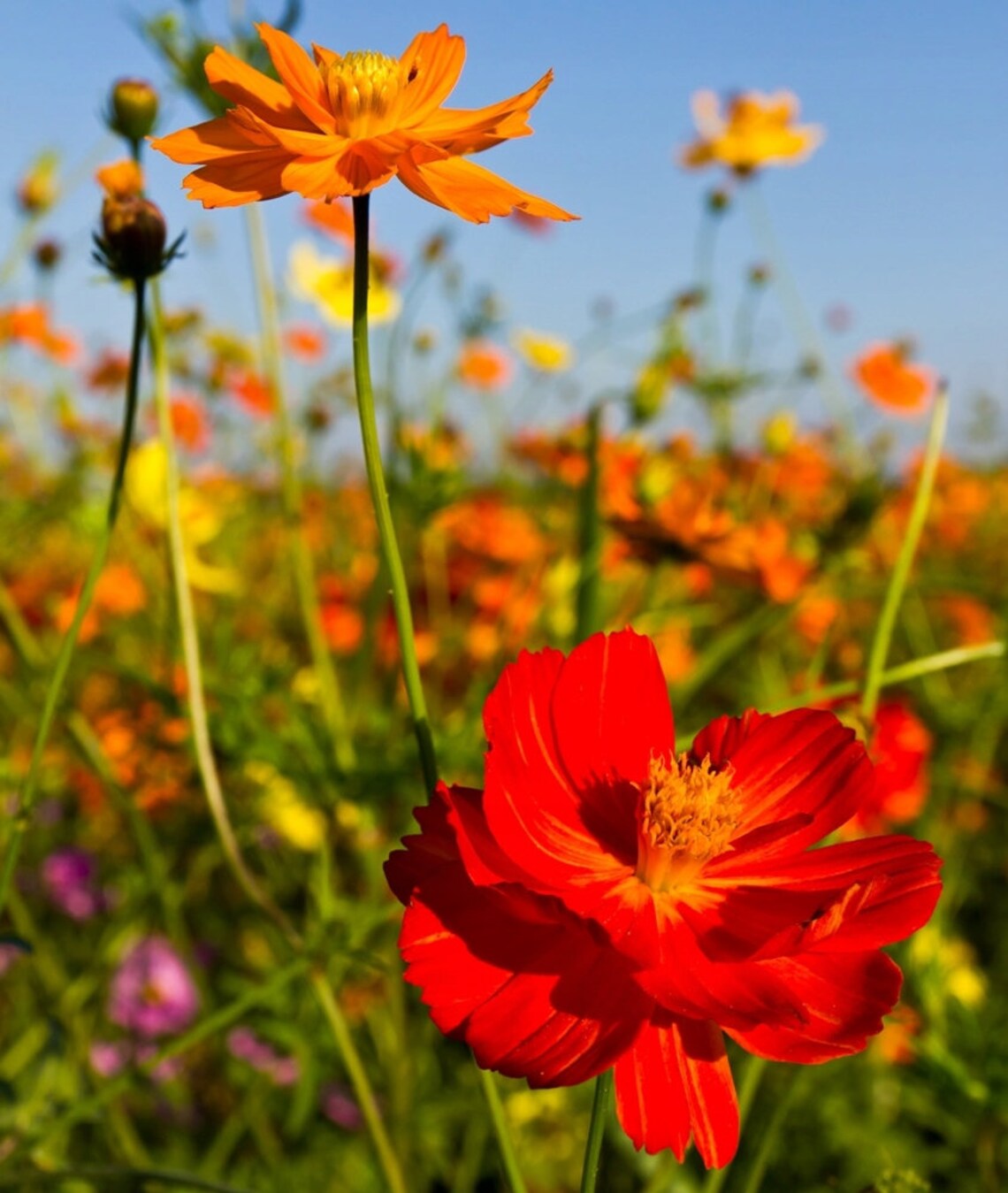 Sulfur Cosmos Mixed Colors 100 Seeds Non GMO Etsy