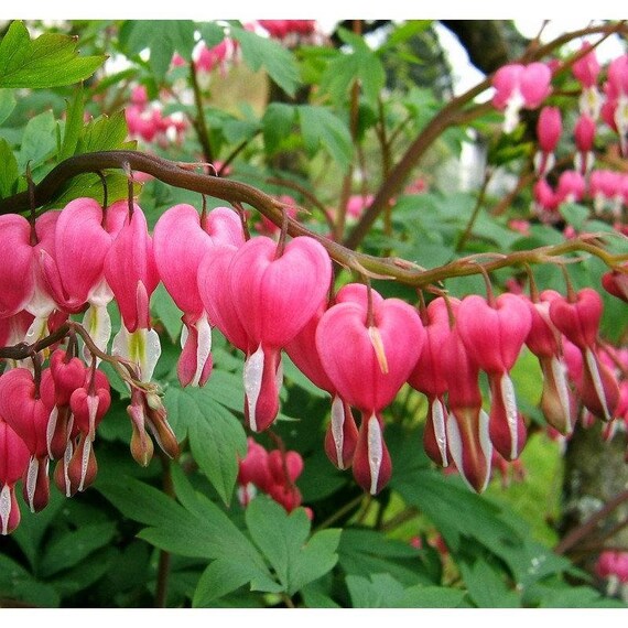 Rare and Unique Bleeding Heart Flower 5 Seeds non GMO | Etsy