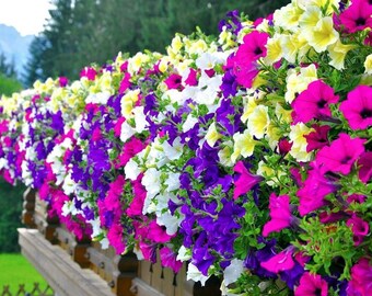 BURGUNDY Night Sky Petunia 25 Seeds Ready to Grow Flower  Etsy
