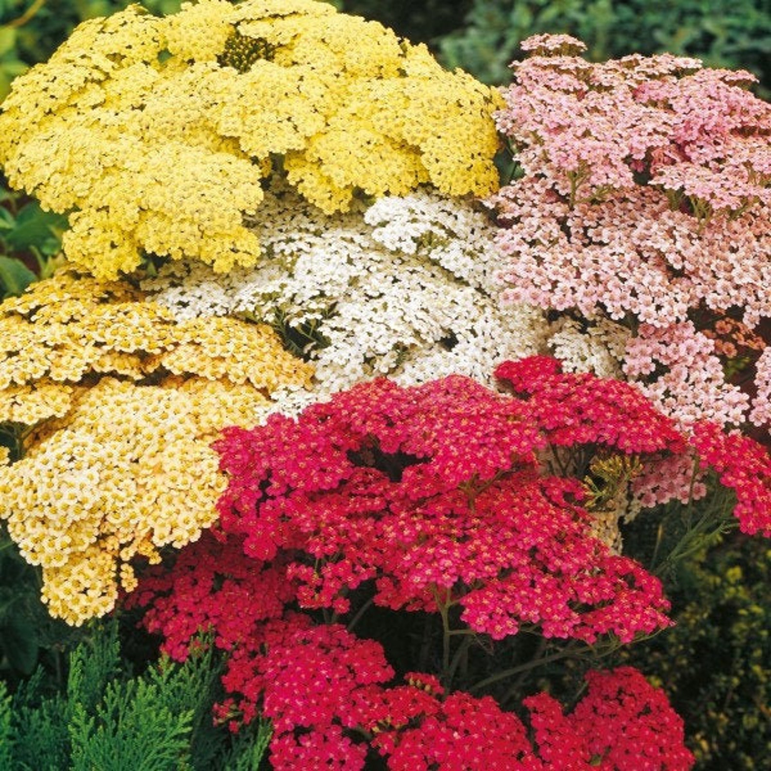 Common Yarrow Flower Achillea millefolium mix colors 200 seeds Etsy