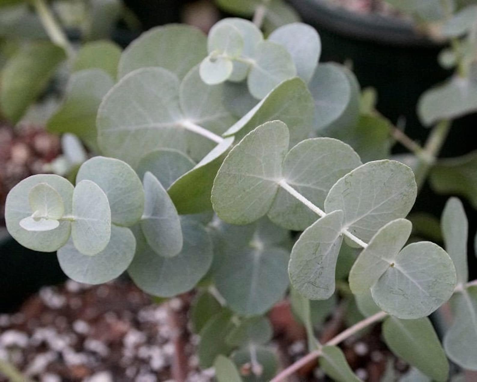 Silver Dollar Tree Eucalyptus cinerea 20 seeds Etsy