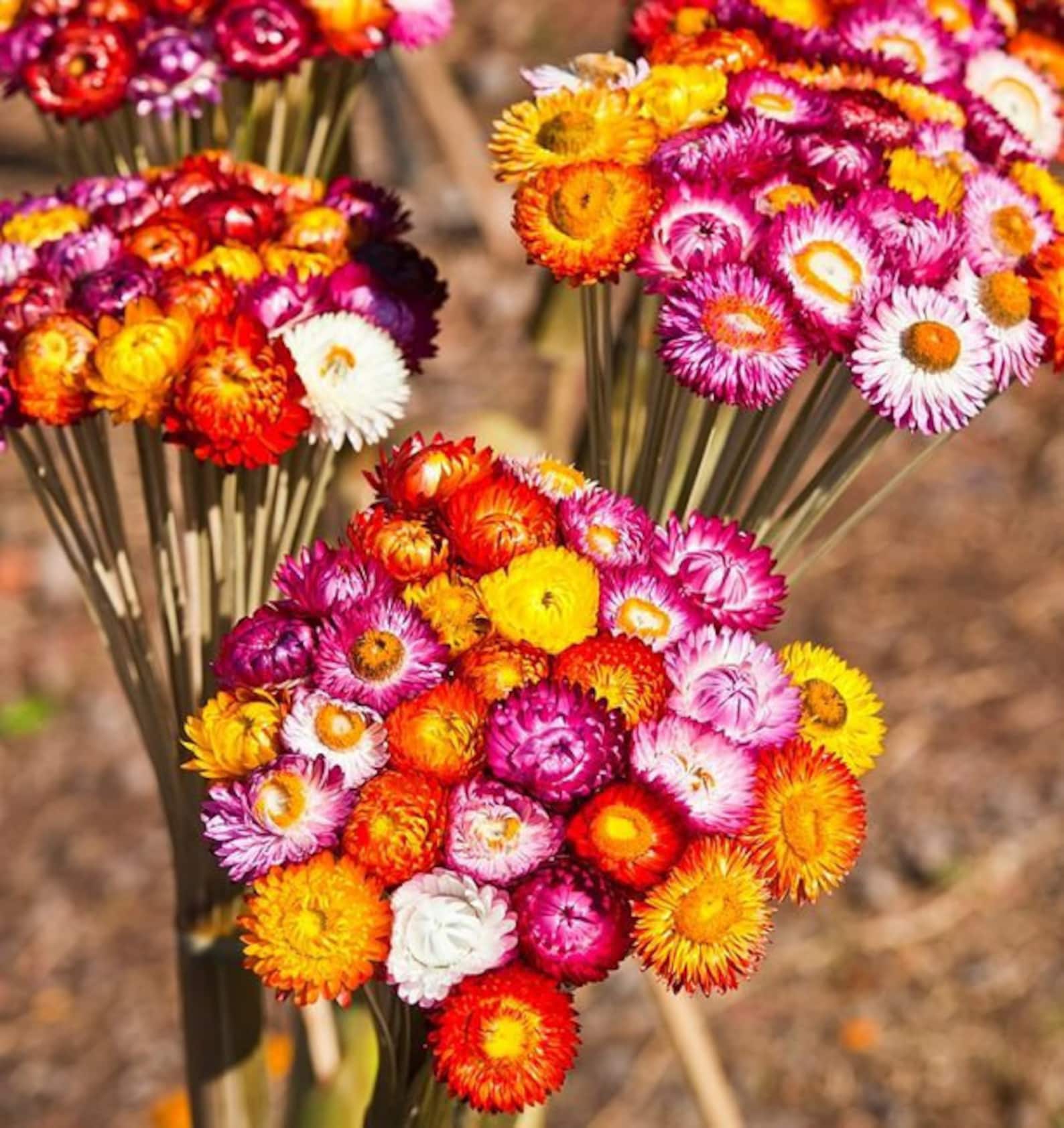 Strawflower Mix Colors 100 seeds non GMO Etsy