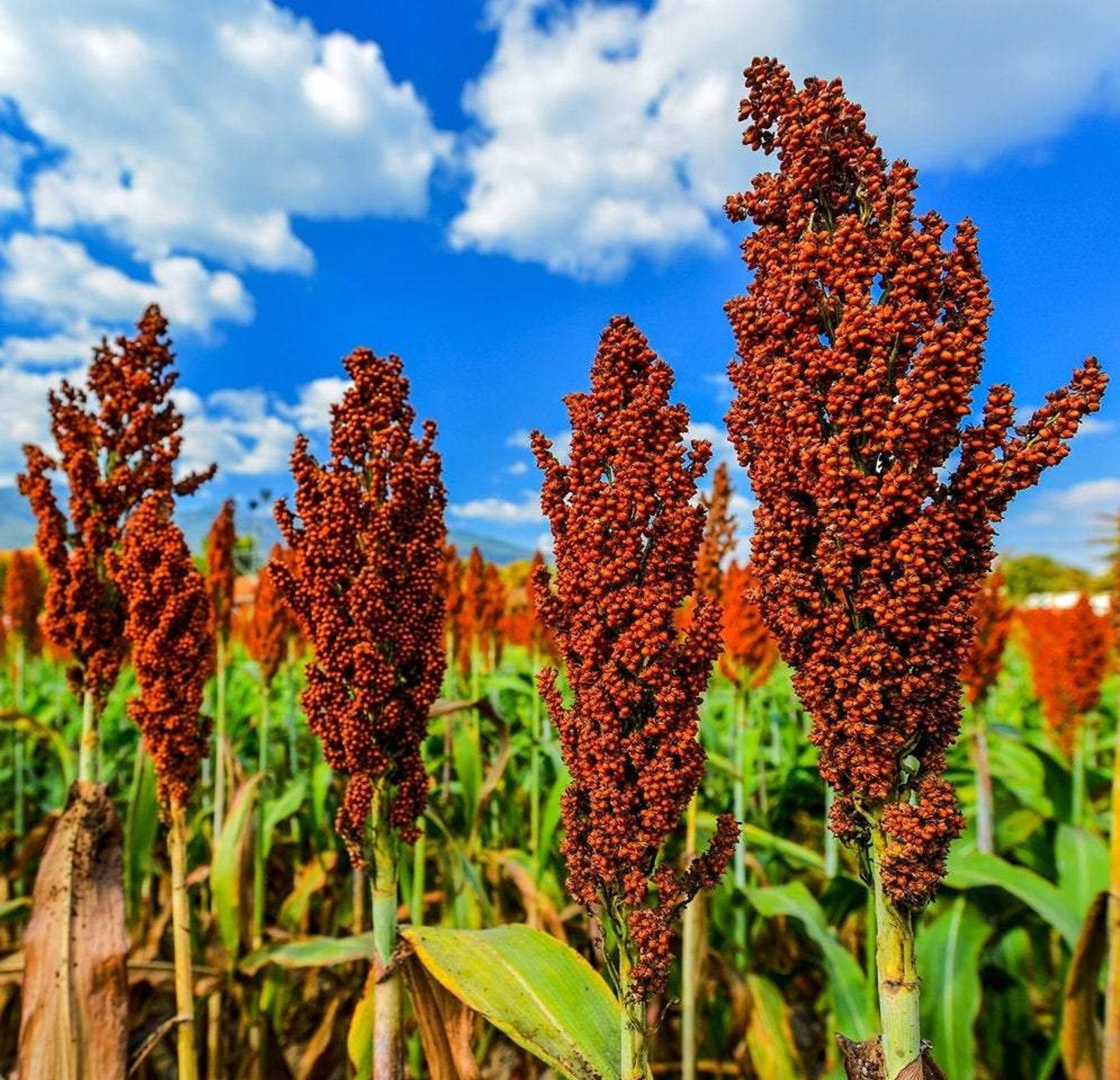 Кафрское сорго. Сорго злаки. Сорго массино. Сахарное сорго. Гаолян сорго.