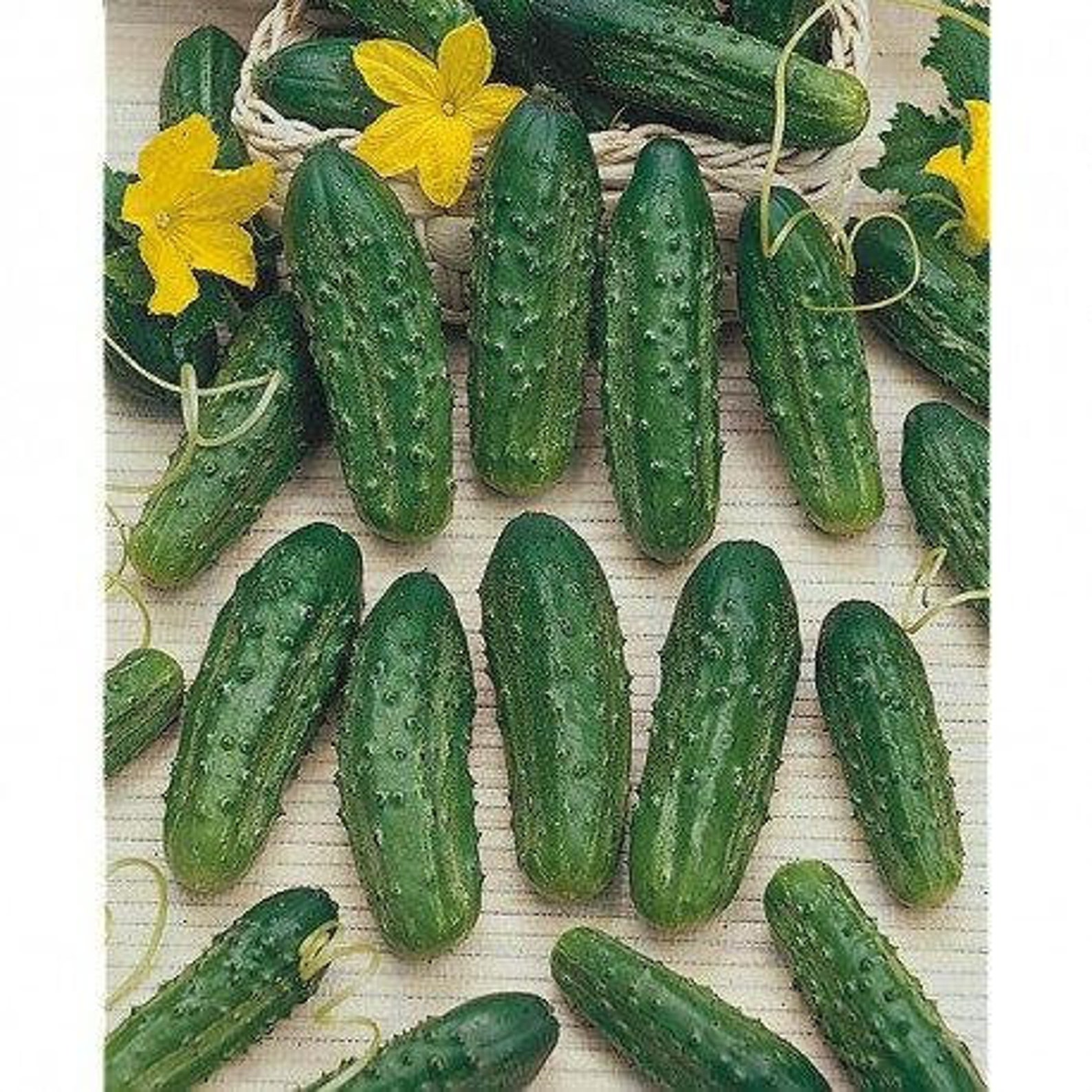 Cucumber Cornichon De Paris 200 Seeds Non GMO Etsy