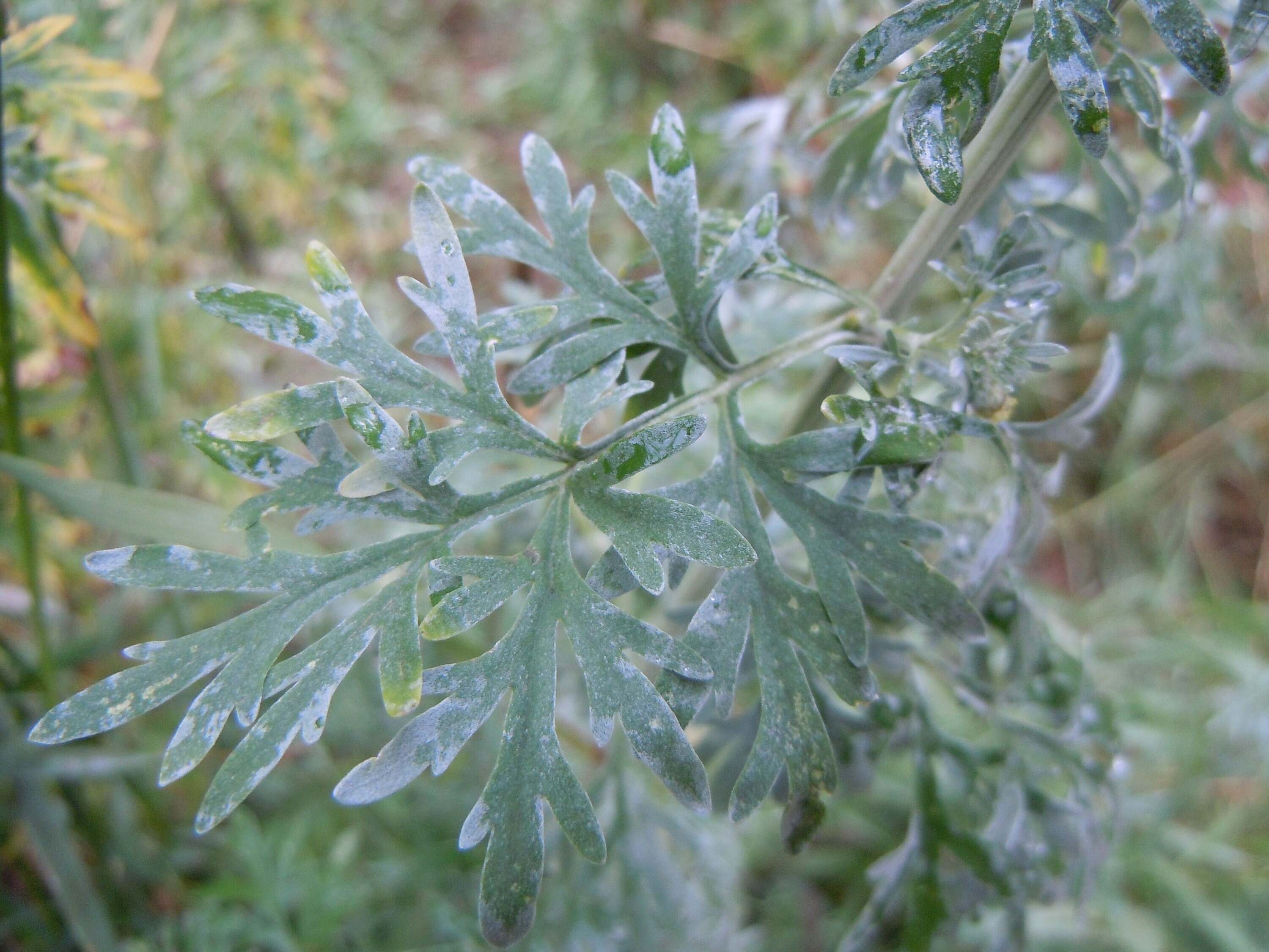 Common Wormwood Plant 100 Seeds Non GMO Etsy