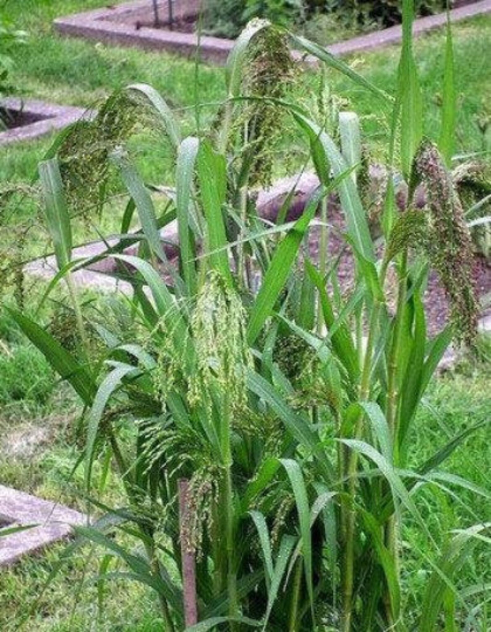 Panic Grass Panicum violaceum 400 seeds non GMO Etsy